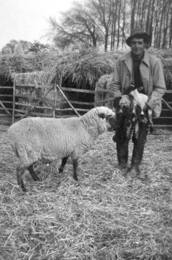 Pat Collins was the shepherd at Highdown