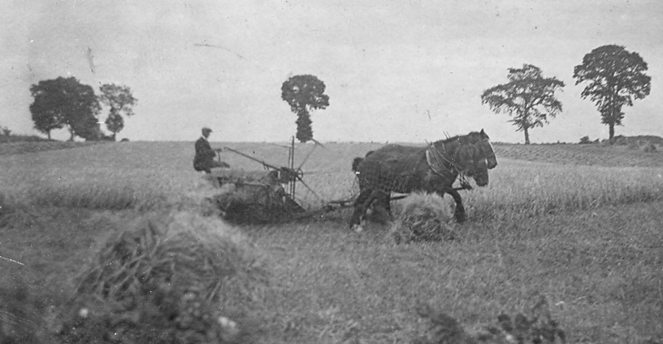 A reaper cutting the crop in Pirton