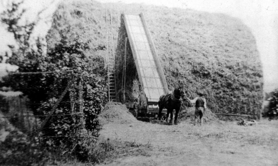 The rick being built with an elevator at Highdown Farm