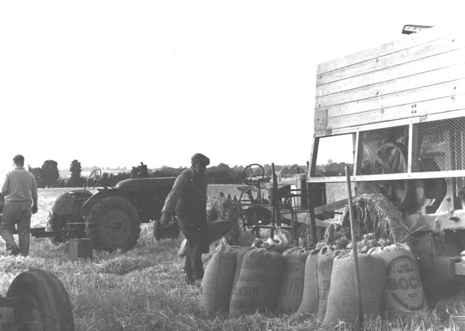 Bagging up the wheat.