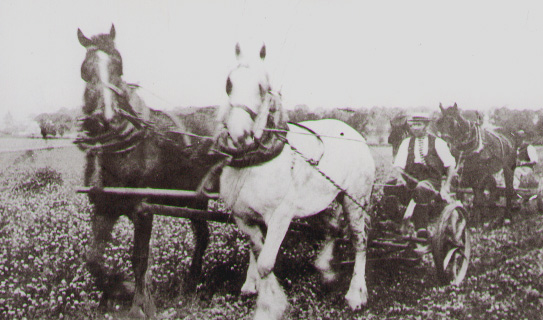 Ploughing teams in the village