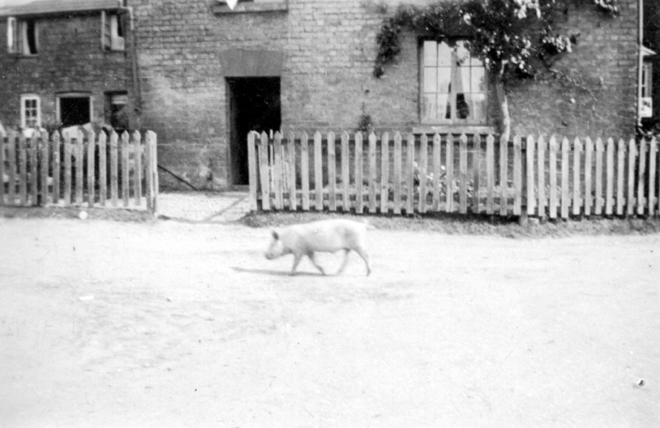 Pigs were always running round the village.