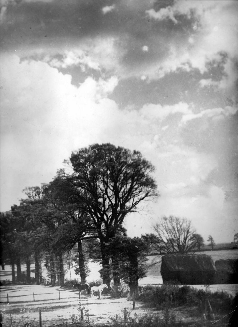 Elm trees in Brockets Pightle before dutch elm disese